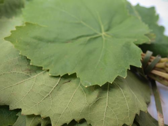 Vine Leaves 