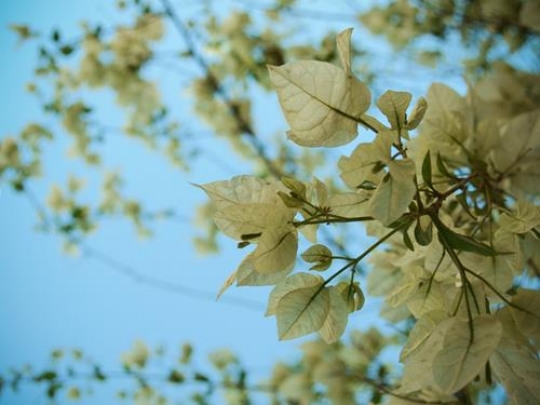 Leaves 